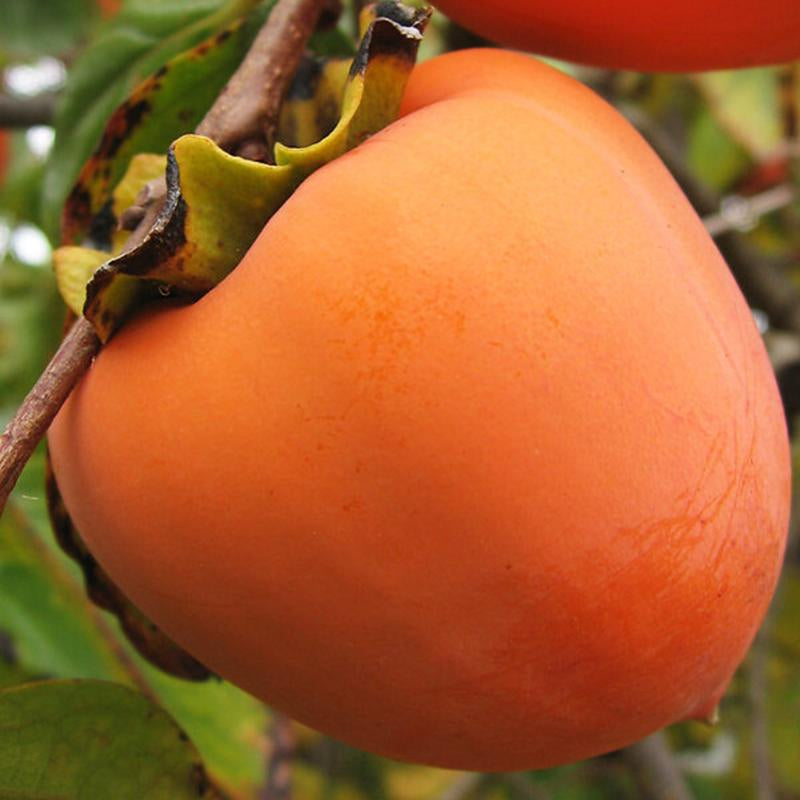 American Persimmon Tree Live Plant in Quart Pot, Persimmon Tree Live Plant, Persimmons Fruit Trees Live Plants, Perennial Fruits, Dormant in Winter, 8-15 Inc Tall