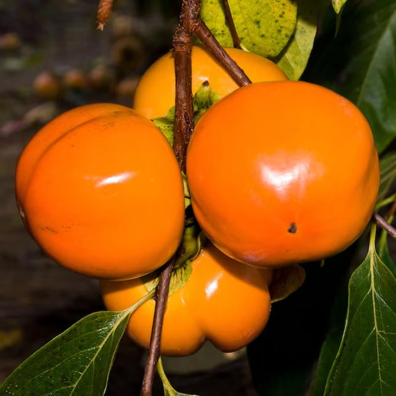 American Persimmon Tree Live Plant in Quart Pot, Persimmon Tree Live Plant, Persimmons Fruit Trees Live Plants, Perennial Fruits, Dormant in Winter, 8-15 Inc Tall