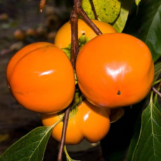 American Persimmon Tree Live Plant in Quart Pot, Persimmon Tree Live Plant, Persimmons Fruit Trees Live Plants, Perennial Fruits, Dormant in Winter, 8-15 Inc Tall