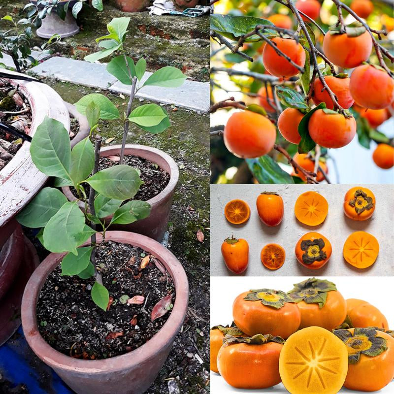 American Persimmon Tree Live Plant in Quart Pot, Persimmon Tree Live Plant, Persimmons Fruit Trees Live Plants, Perennial Fruits, Dormant in Winter, 8-15 Inc Tall