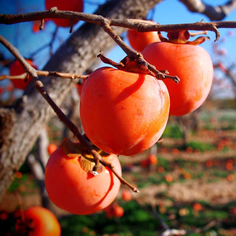 American Persimmon Tree Live Plant in Quart Pot, Persimmon Tree Live Plant, Persimmons Fruit Trees Live Plants, Perennial Fruits, Dormant in Winter, 8-15 Inc Tall