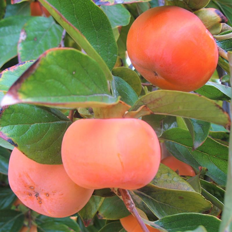 American Persimmon Tree Live Plant in Quart Pot, Persimmon Tree Live Plant, Persimmons Fruit Trees Live Plants, Perennial Fruits, Dormant in Winter, 8-15 Inc Tall