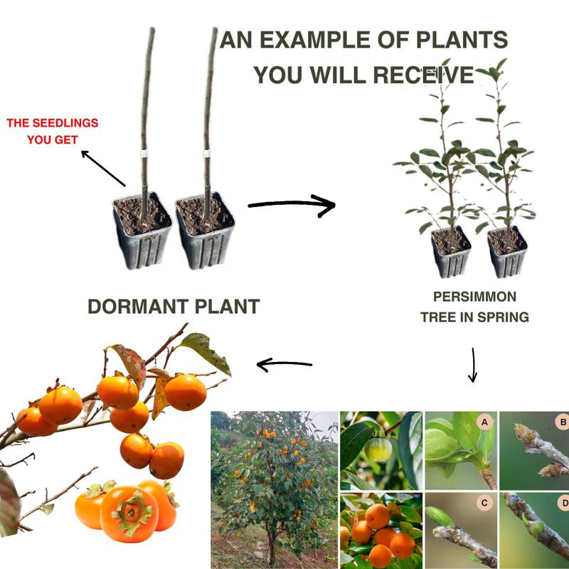 American Persimmon Tree Live Plant in Quart Pot, Persimmon Tree Live Plant, Persimmons Fruit Trees Live Plants, Perennial Fruits, Dormant in Winter, 8-15 Inc Tall